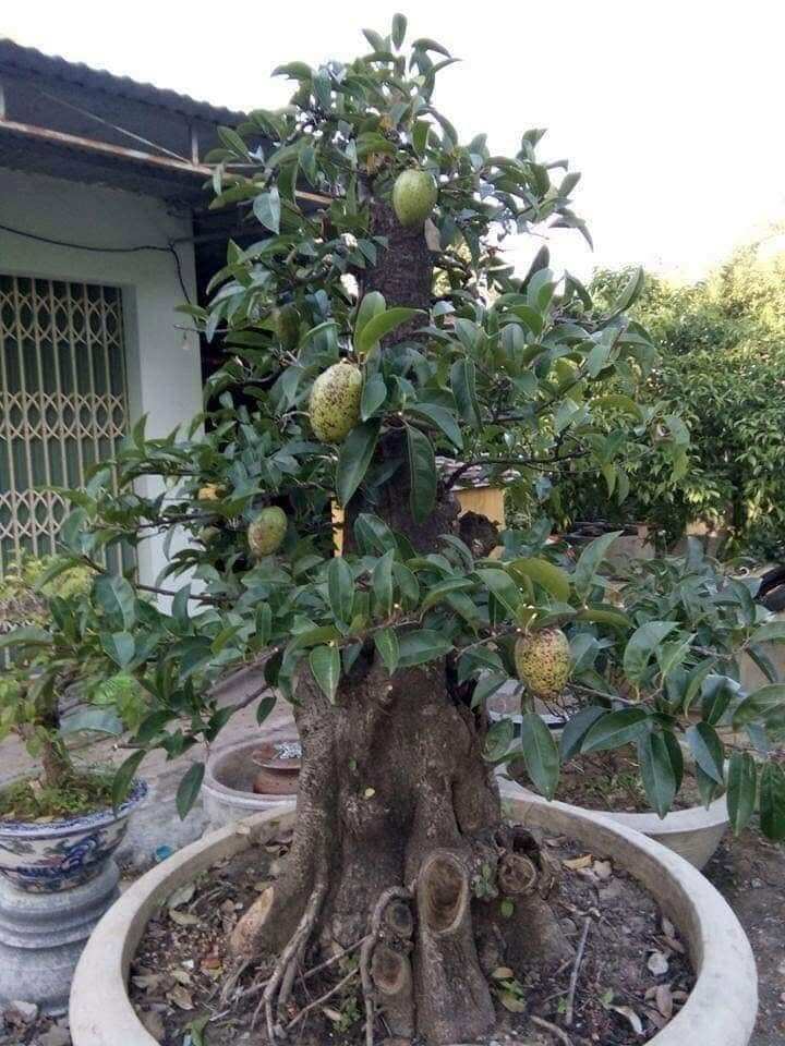 Loại quả dại xưa rụng đầy gốc giờ thành đặc sản giá 55.000 đồng/kg, lên chậu làm bonsai giúp đón lộc vào nhà - 5