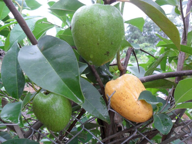 Loại quả dại xưa rụng đầy gốc giờ thành đặc sản giá 55.000 đồng/kg, lên chậu làm bonsai giúp đón lộc vào nhà - 3