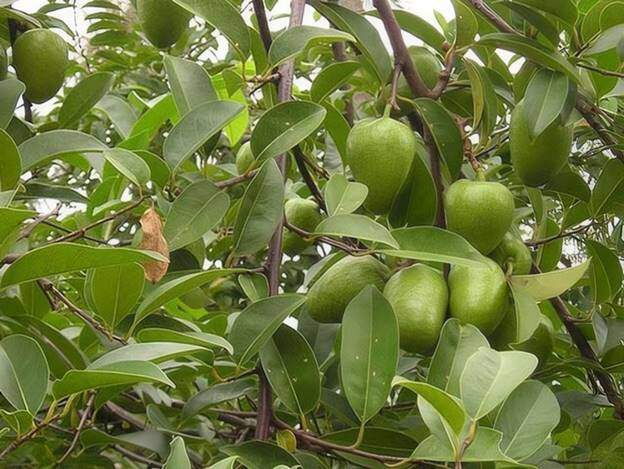 Loại quả dại xưa rụng đầy gốc giờ thành đặc sản giá 55.000 đồng/kg, lên chậu làm bonsai giúp đón lộc vào nhà - 6