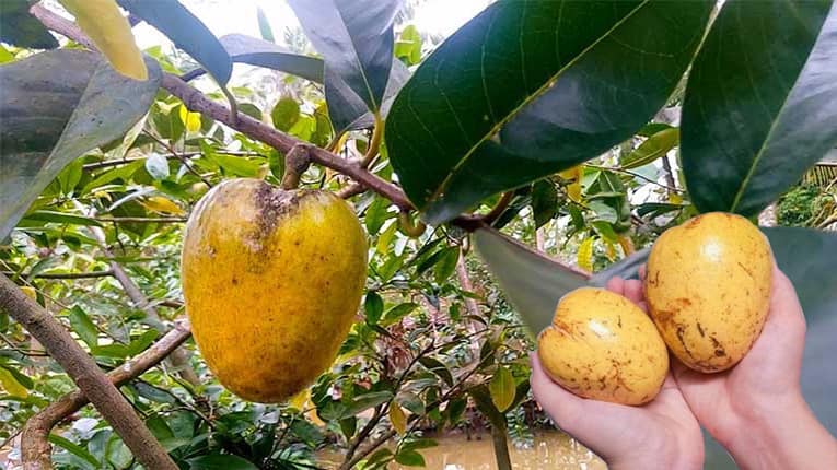 Loại quả dại xưa rụng đầy gốc giờ thành đặc sản giá 55.000 đồng/kg, lên chậu làm bonsai giúp đón lộc vào nhà - 2
