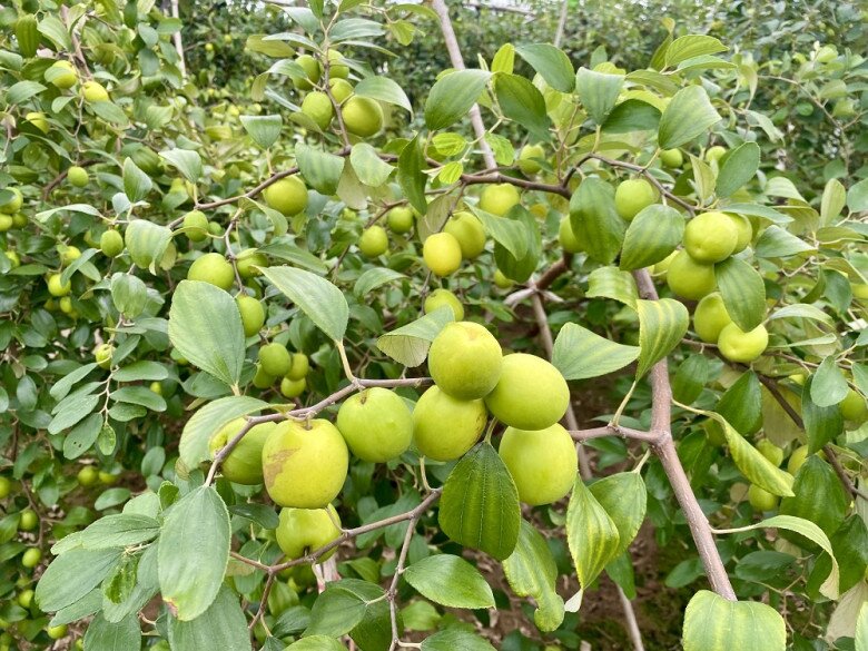 Loại quả lọt top tốt trên thế giới chỉ có ở Hải Phòng, giá 100.000 đồng/kg, càng sai quả tài lộc càng vượng - 6