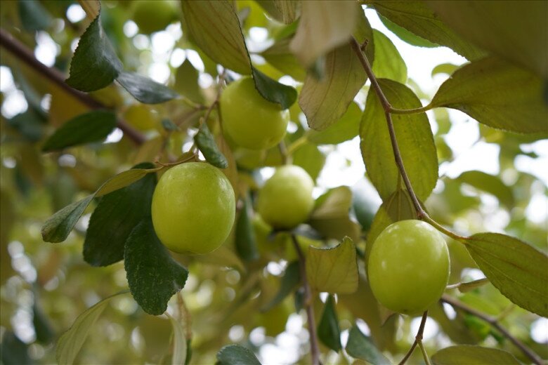 Loại quả lọt top tốt trên thế giới chỉ có ở Hải Phòng, giá 100.000 đồng/kg, càng sai quả tài lộc càng vượng - 5