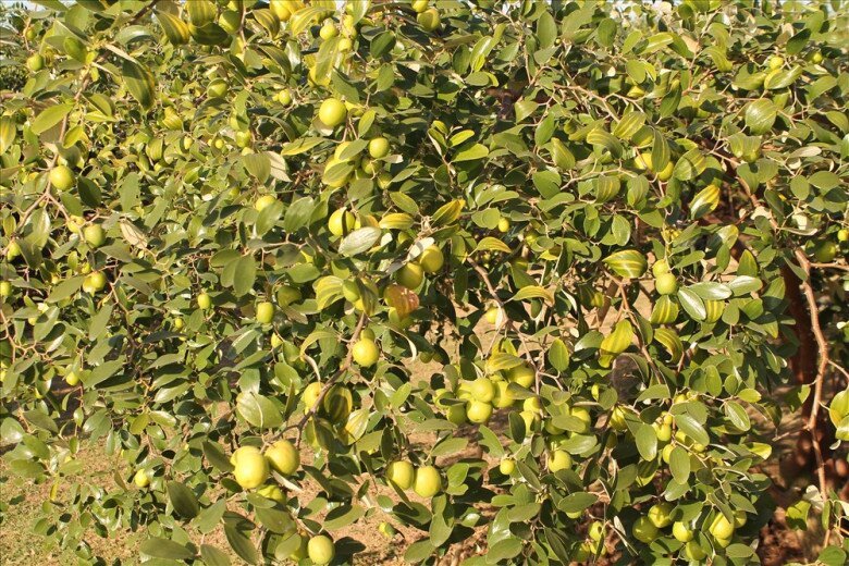 Loại quả lọt top tốt trên thế giới chỉ có ở Hải Phòng, giá 100.000 đồng/kg, càng sai quả tài lộc càng vượng - 4