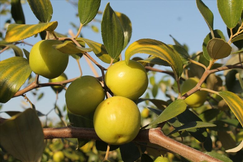 Loại quả lọt top tốt trên thế giới chỉ có ở Hải Phòng, giá 100.000 đồng/kg, càng sai quả tài lộc càng vượng - 3