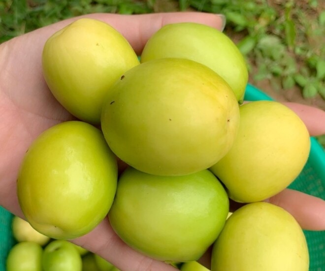 Xem thêm: 3 lợi ích lớn của táo xanh - loại quả quen thuộc nhưng giá trị sức khỏe không hề nhỏ