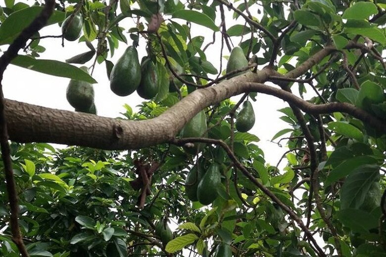 Loại quả lọt top tốt trên thế giới có ở Đắk Lắk, là đặc sản nổi tiếng giá 80.000 đồng/kg, trồng trong nhà còn hút lộc - 3
