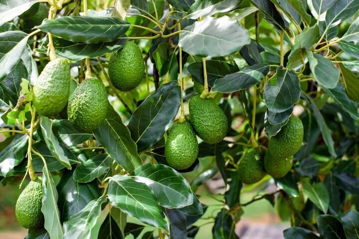 Loại quả lọt top tốt trên thế giới có ở Đắk Lắk, là đặc sản nổi tiếng giá 80.000 đồng/kg, trồng trong nhà còn hút lộc - 4