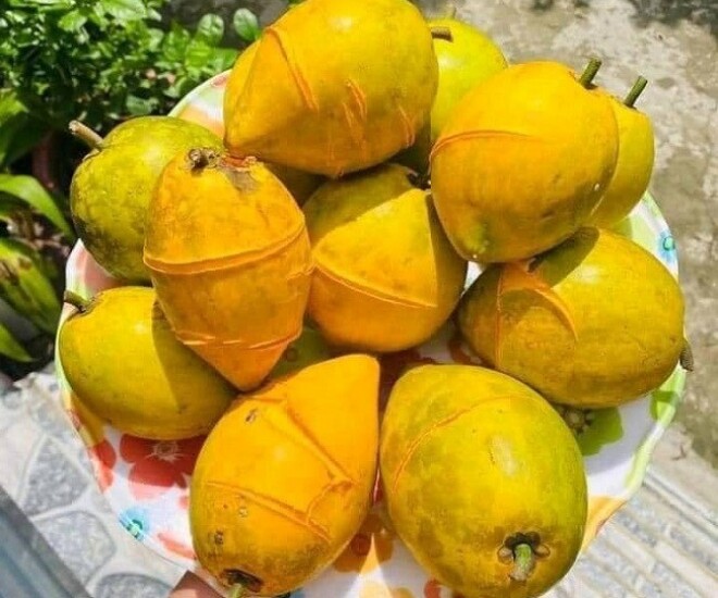 Loại quả xưa rụng đầy gốc không ai ăn, nay thành đặc sản giá 55.000 đồng/kg, trồng một cây như chôn vàng trong sân - 1