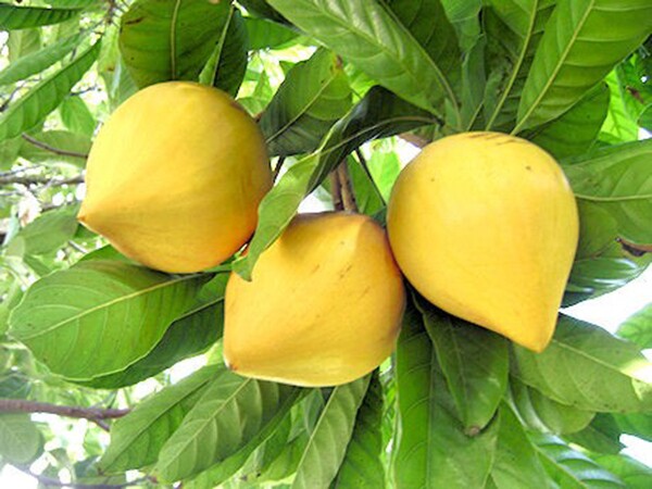 Loại quả xưa rụng đầy gốc không ai ăn, nay thành đặc sản giá 55.000 đồng/kg, trồng một cây như chôn vàng trong sân - 6