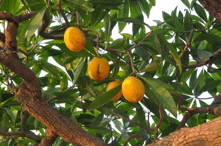 Loại quả xưa rụng đầy gốc không ai ăn, nay thành đặc sản giá 55.000 đồng/kg, trồng một cây như chôn vàng trong sân - 5