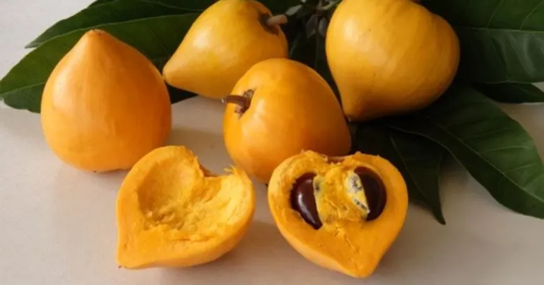 Loại quả xưa rụng đầy gốc không ai ăn, nay thành đặc sản giá 55.000 đồng/kg, trồng một cây như chôn vàng trong sân - 3