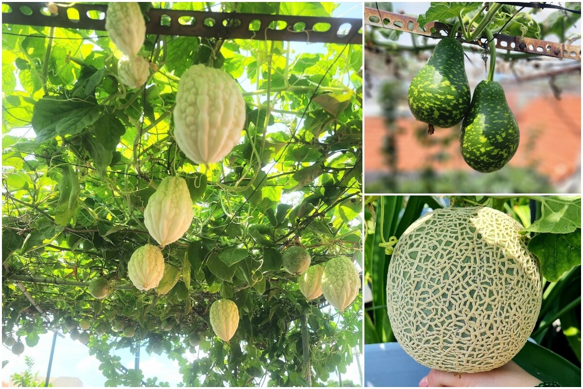 Mẹ đảm TP.HCM đầu tư tiền tỷ làm vườn sân thượng 80m² suốt hơn 10 năm, sưu tầm gần 90 giống hồng táo - 8