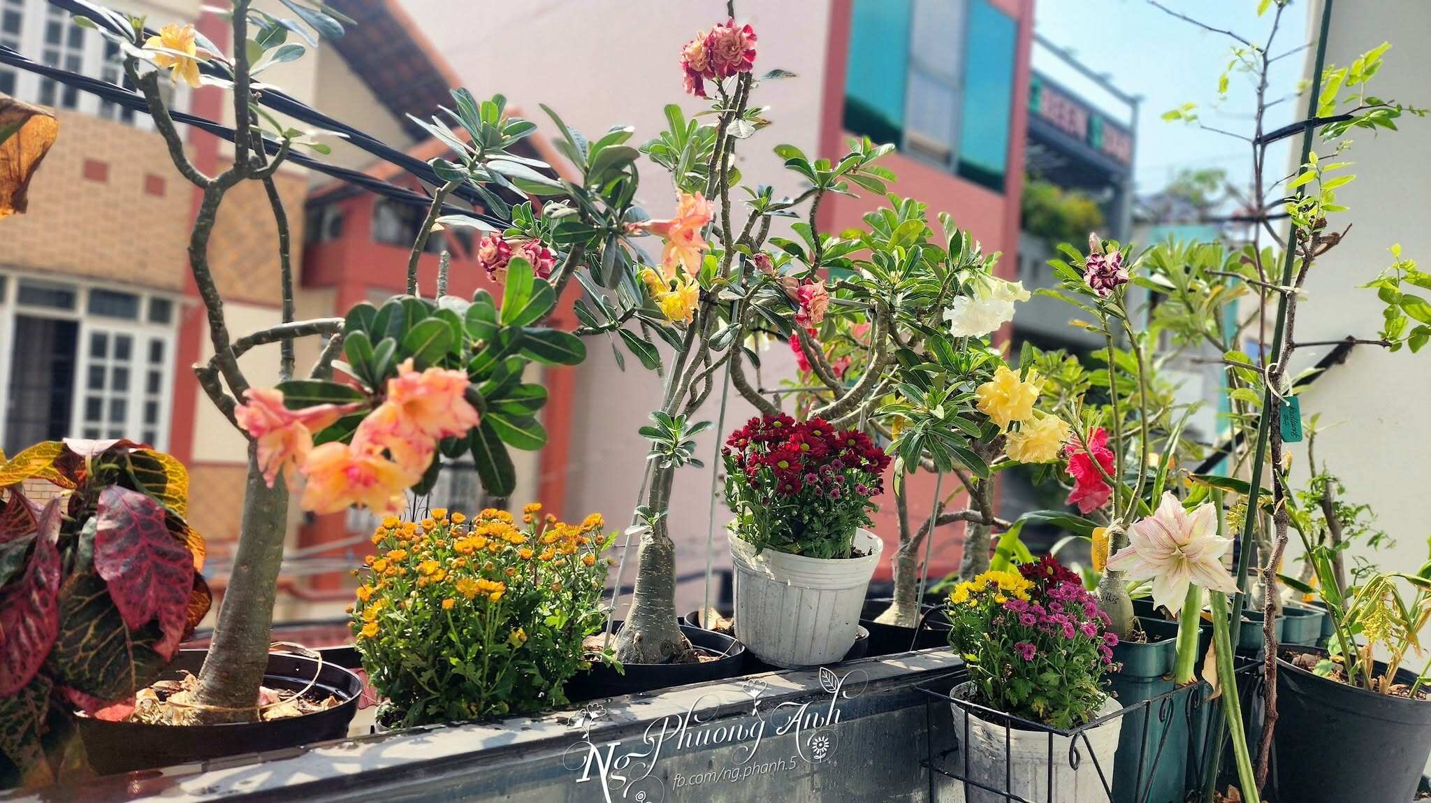 Mẹ đảm TP.HCM đầu tư tiền tỷ làm vườn sân thượng 80m² suốt hơn 10 năm, sưu tầm gần 90 giống hồng táo - 4