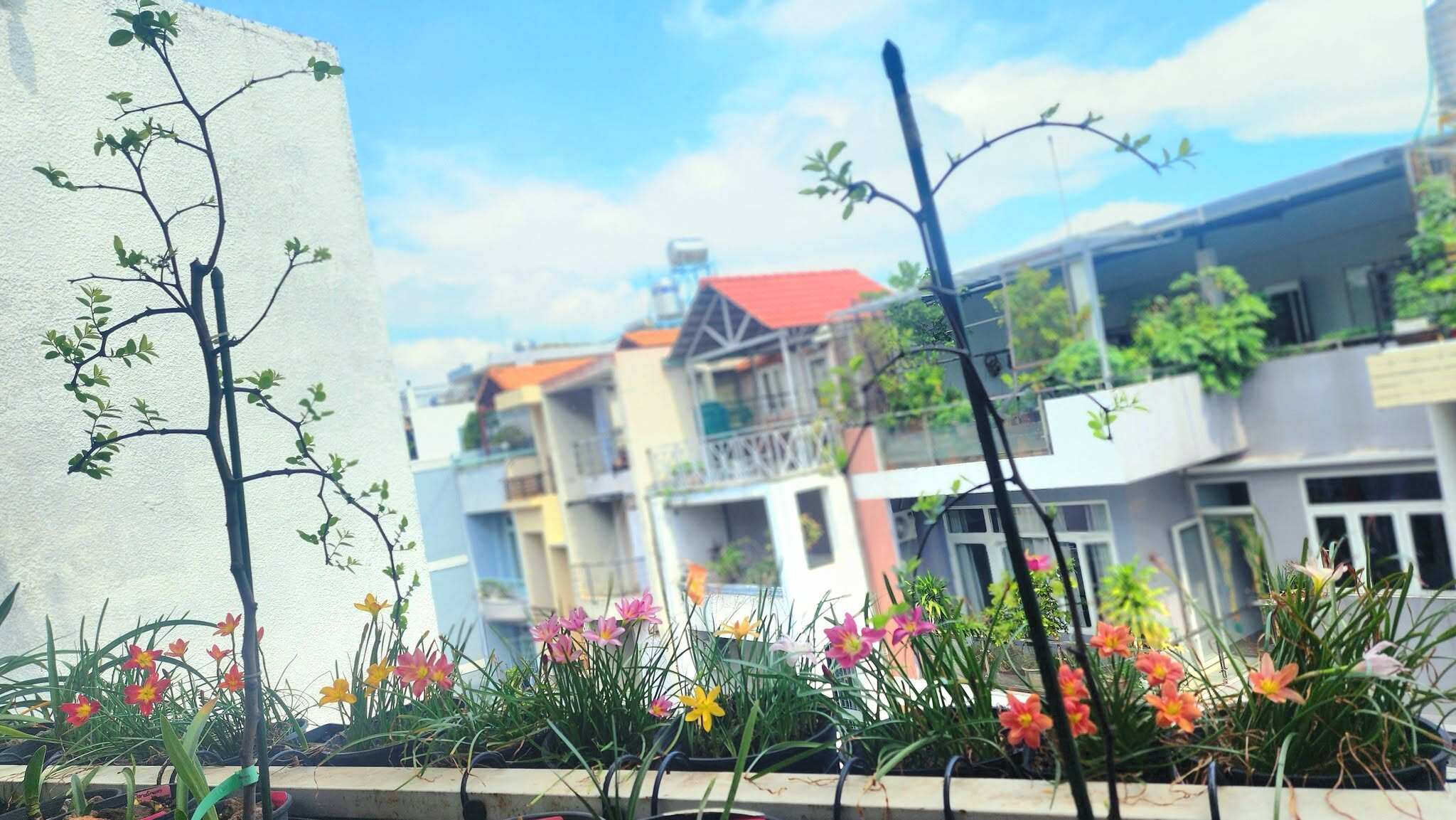 Mẹ đảm TP.HCM đầu tư tiền tỷ làm vườn sân thượng 80m² suốt hơn 10 năm, sưu tầm gần 90 giống hồng táo - 14