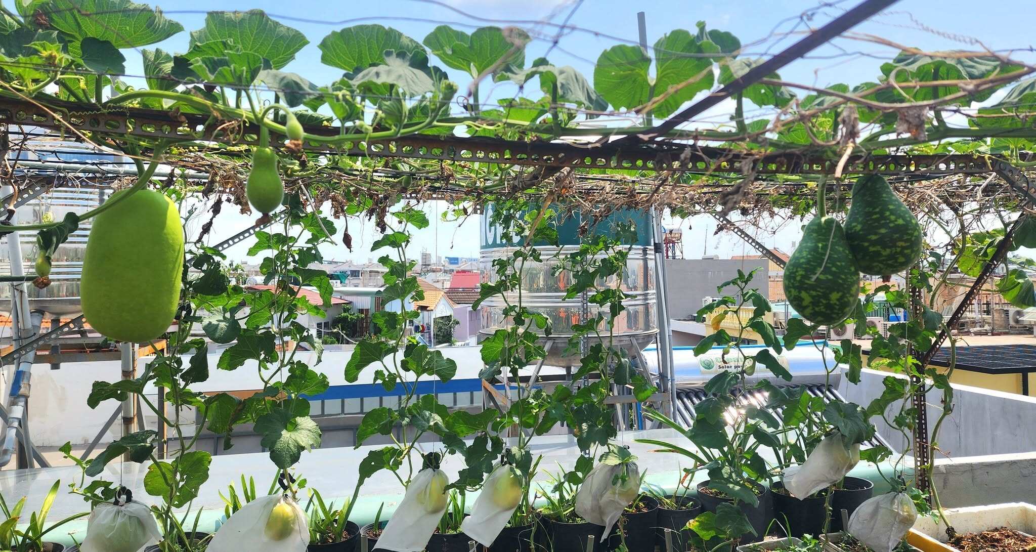 Mẹ đảm TP.HCM đầu tư tiền tỷ làm vườn sân thượng 80m² suốt hơn 10 năm, sưu tầm gần 90 giống hồng táo - 12