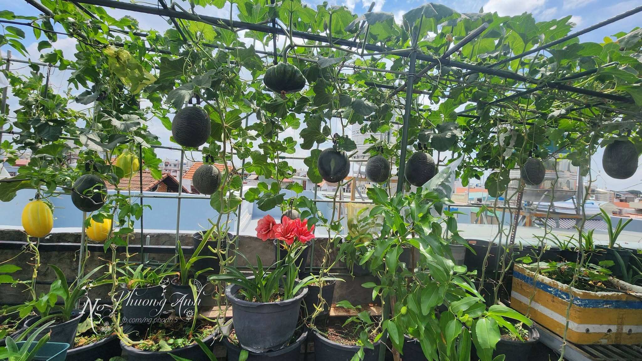 Mẹ đảm TP.HCM đầu tư tiền tỷ làm vườn sân thượng 80m² suốt hơn 10 năm, sưu tầm gần 90 giống hồng táo - 3