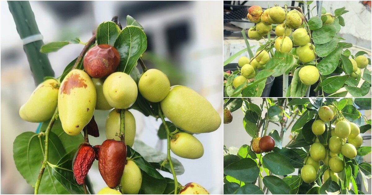 Mẹ đảm TP.HCM đầu tư tiền tỷ làm vườn sân thượng 80m² suốt hơn 10 năm, sưu tầm gần 90 giống hồng táo - 9