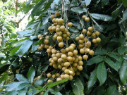 Nhà đẹp - Loại quả đặc sản có ở Hưng Yên giá 300.000 đồng/kg, trồng một cây gia đình sung túc, thành vật báu gia truyền