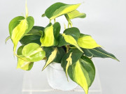Nhà đẹp - 3 cây cảnh chiêu tài, mang năng lượng của ánh nắng, hút tài lộc, giữ của cải, gia đình viên mãn, sum vầy