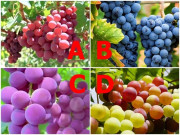 Yêu - Trắc nghiệm: Chọn một chùm nho, biết ngay nửa kia là người chung thủy hay "đứng núi này trông núi nọ"