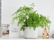 Nhà đẹp - 10 cây cảnh là "con cưng" của Thần Tài, cả tháng quên tưới vẫn xanh tốt, trầu bà cũng phải xếp sau
