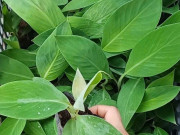 Nhà đẹp - Loại quả đặc sản có ở Vĩnh Long giá 50.000 đồng/kg, trồng một lần thu hoạch nhiều năm, đặt sau nhà càng giúp tụ sinh khí