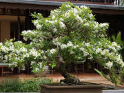 Nhà đẹp - 3 cây cảnh báu vật thời gian, càng nuôi càng có giá, trồng trong nhà thu hút phúc khí, kết nối duyên lành