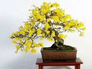 Nhà đẹp - 4 cây cảnh báu vật trấn trạch, càng già càng quý, sống cả trăm năm, giúp nhà thêm vượng khí