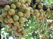 Nhà đẹp - Loại quả dại nay thành đặc sản 45.000 đồng/kg, trồng một lần ăn cả đời, càng sai quả càng hút tài lộc