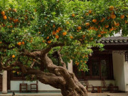 Nhà đẹp - 3 cây cảnh cải vận trong vườn, trồng một lần, ba đời hưởng phúc, trấn trạch, giữ nhà, tiền tài tự tìm tới