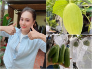 Nhà đẹp - Niềm vui sướng của Hồ Bích Trâm với khu vườn sân thượng, nhìn dàn dưa lưới mà đã mắt