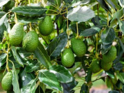 Nhà đẹp - Loại quả lọt top tốt trên thế giới có ở Đắk Lắk, là đặc sản nổi tiếng giá 80.000 đồng/kg, trồng trong nhà còn hút lộc