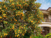 Nhà đẹp - 3 cây cảnh cho quả ngọt, vừa tươi đẹp vừa chiêu tài, trồng trong sân như dưỡng bùa bình an, giữ kho vàng bạc