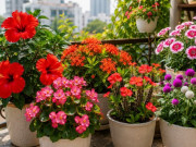 Nhà đẹp - 6 loài hoa nở quanh năm như "máy đẻ hoa", càng nhiều hoa càng vượng khí, lộc lá đầy sân