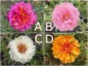 Yêu - Trắc nghiệm: Chọn một bông hoa mười giờ, biết ngay bạn hấp dẫn đến mức nào trong mắt người khác giới