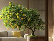 Nhà đẹp - 3 cây cảnh hộ mệnh, trồng trong nhà lọc khí, dưỡng tâm, hút tài lộc, gia đình được trời ban phúc lành