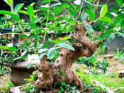 Nhà đẹp - Loại quả đặc sản có ở Quảng Ninh giá 35.000 đồng/kg, trồng một lần ăn nhiều năm, vào chậu làm bonsai giúp chiêu tài