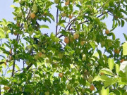Nhà đẹp - Loại quả xưa không ai ăn nay thành đặc sản giá 250.000 đồng/kg, tháng 7 âm lịch trồng trước nhà giúp chiêu tài, sung túc