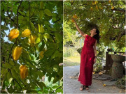 Nhà đẹp - Cây khế sai trĩu trịt nhà NSND Xuân Bắc, nam nghệ sĩ nói công dụng mọi người đều phì cười
