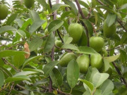 Nhà đẹp - Loại quả dại xưa rụng đầy gốc giờ thành đặc sản giá 55.000 đồng/kg, lên chậu làm bonsai giúp đón lộc vào nhà
