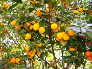 Nhà đẹp - Loại quả dại xưa rụng đầy gốc không ai ăn, giờ thành đặc sản giá 200.000 đồng/kg, trồng một cây như "chôn vàng" trong sân