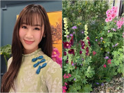 Nhà đẹp - Khu vườn nở rộ tuyệt đẹp của Hoa hậu Dương Thùy Linh cảm giác như hoa tràn vào cửa, táo rụng đầy sân