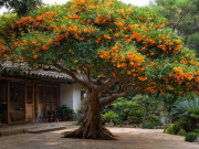 Nhà đẹp - Cây cảnh đánh thức mùa thu được nhà giàu thích nhất, trồng trong sân, quý nhân vào cửa, tài lộc theo về