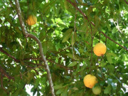 Nhà đẹp - Loại quả xưa rụng đầy gốc nay thành đặc sản giá 100.000 đồng/kg, trồng trong sân vừa có quả vừa hút quý nhân, tài lộc theo về