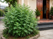 Nhà đẹp - 10 loại rau thảo mộc dương khí mạnh, trồng trước nhà giúp tăng sinh khí, đón vận may, xua khí xấu