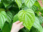 Nhà đẹp - Tác dụng bất ngờ, ý nghĩa và cách bài trí cây trầu không trước nhà mang lại bình an không phải ai cũng biết