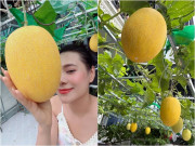 Nhà đẹp - Diễn viên quê Quảng Ngãi biến sân thượng biệt thự 5 tầng thành vườn rau xanh mướt, dưa sai lúc lỉu, quý tử thích thú ôm trái bự
