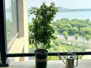 Nhà đẹp - 8 cây “2 trong 1” vừa làm cảnh vừa làm thuốc, có loại vừa tỏa hương thơm vừa cho hoa, quả đẹp mắt, trồng một chậu là lời