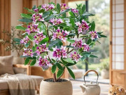 Nhà đẹp - 3 cây cảnh khắc tinh của nhà lạnh, hoa nở tươi đẹp, hương thơm nồng ấm, xua hàn khí, tụ vượng khí