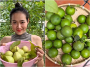 Nhà đẹp - Người đẹp Diệp Bảo Ngọc thu hoạch trên khu vườn ban công rậm rạp, ví con đường đi hái quả "chông gai như đường tình"
